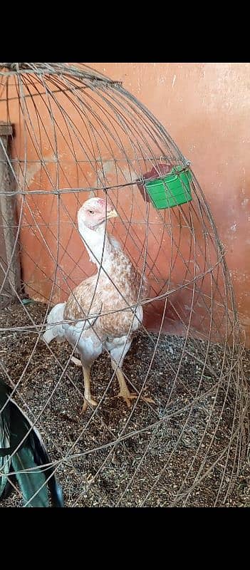 OH-SHAMO breeders Pair for sale Male female 5