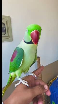 raw parrot for sale my WhatsApp number 03468556940