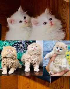 Persian Punch face triple coat cat Kitten