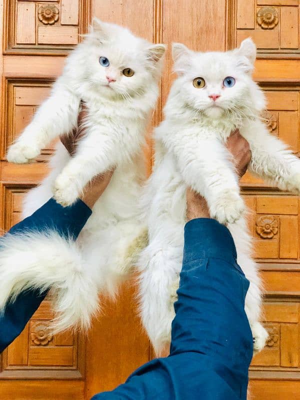 Persian Punch face triple coat cat Kitten 13