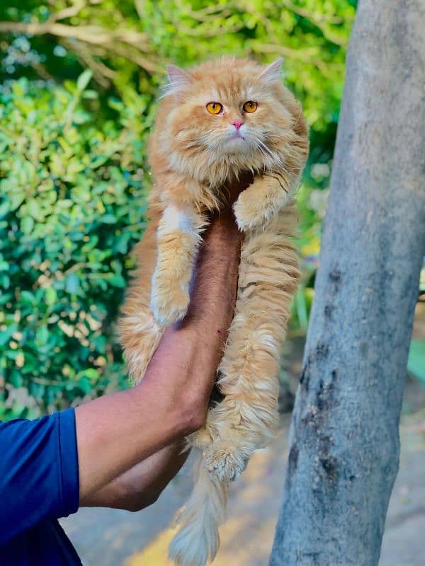 Persian Punch face triple coat cat Kitten 17