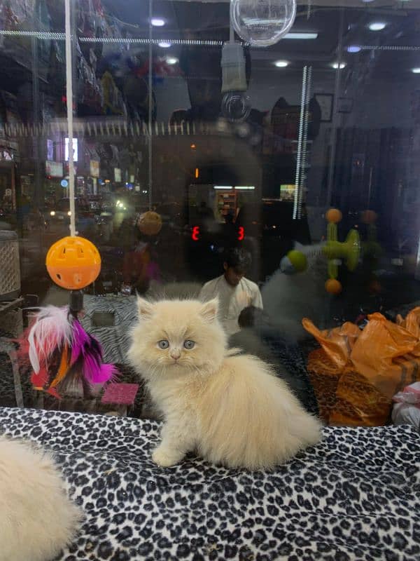 persian kittens grey ,white and fawn 1