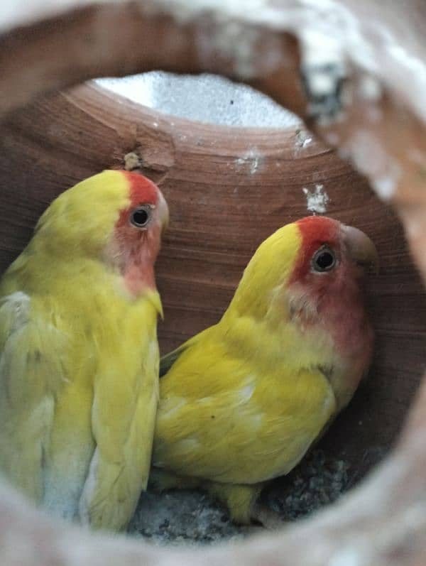 100% breeder good fly love birds 1