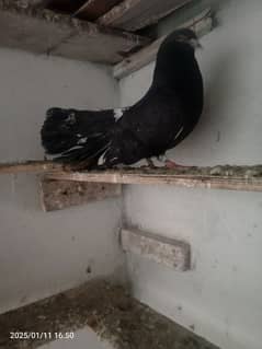 pigeon pair fancy breedar