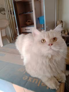 Persian male cat