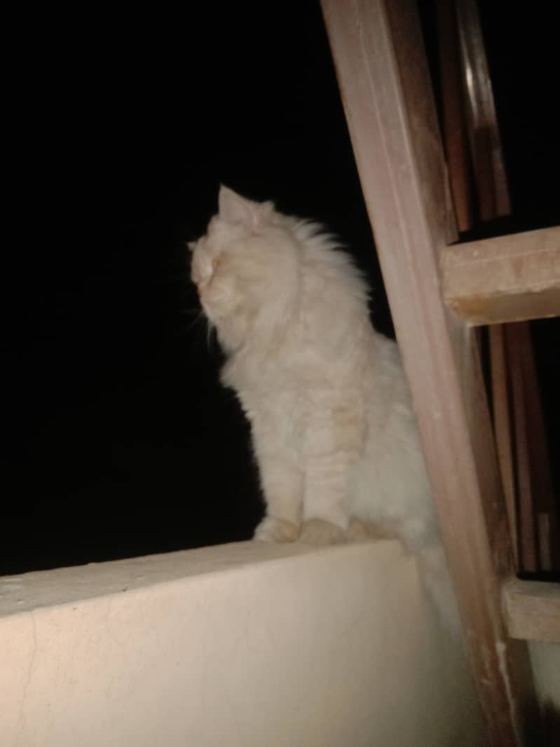 Persian male cat 1