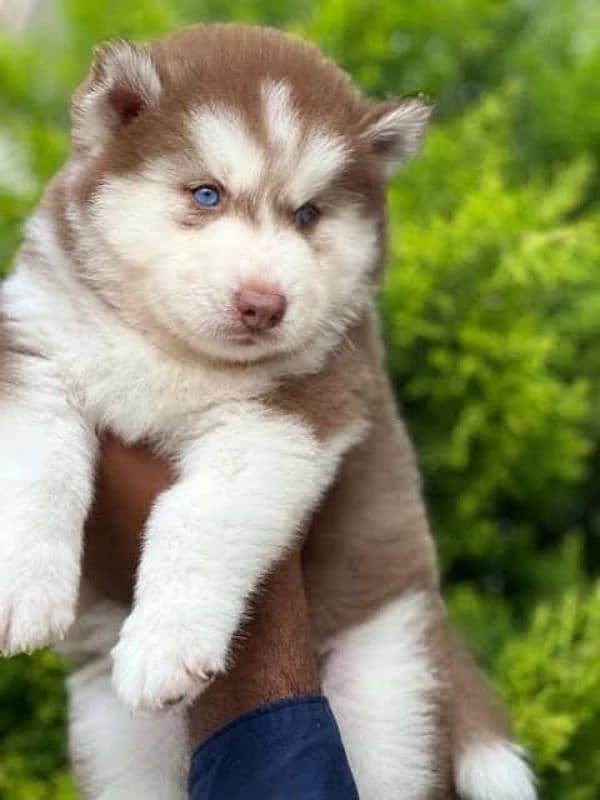 Siberian Husky puppies available looking for a new home 0