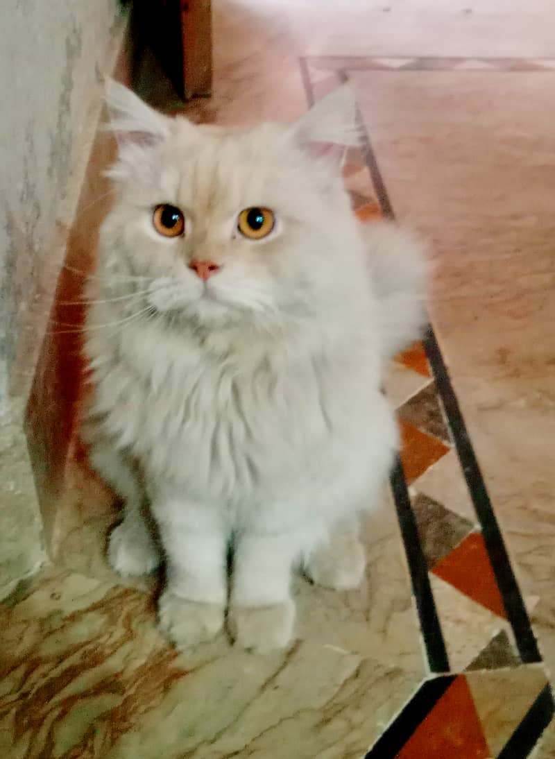 Persian male cat 2