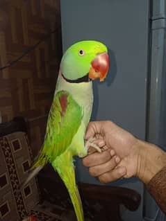 Raw parrot hand tame