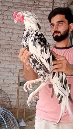 Aseel|paper white heera aseel chicks |Chena aseel murgha |heera chicks