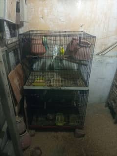 jawa birds with cage for sale