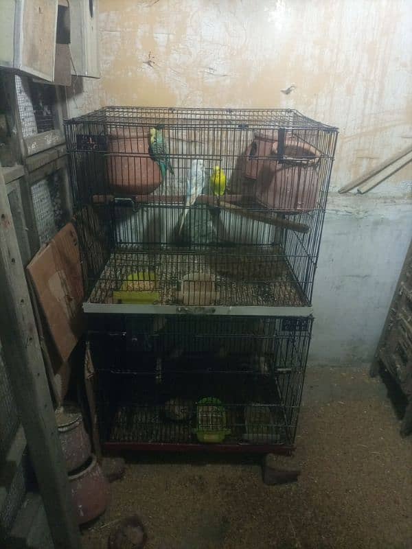 jawa birds with cage for sale 0