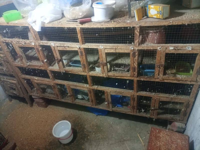 jawa birds with cage for sale 1