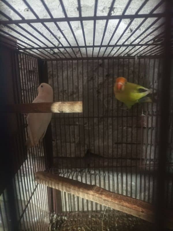 jawa birds with cage for sale 2