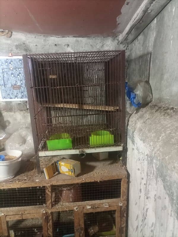 jawa birds with cage for sale 3