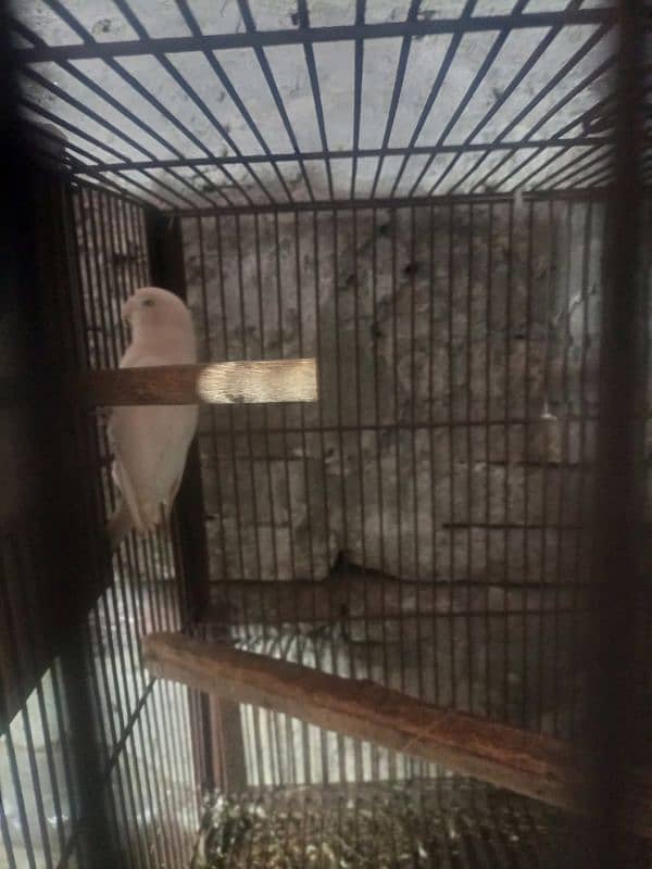 jawa birds with cage for sale 4