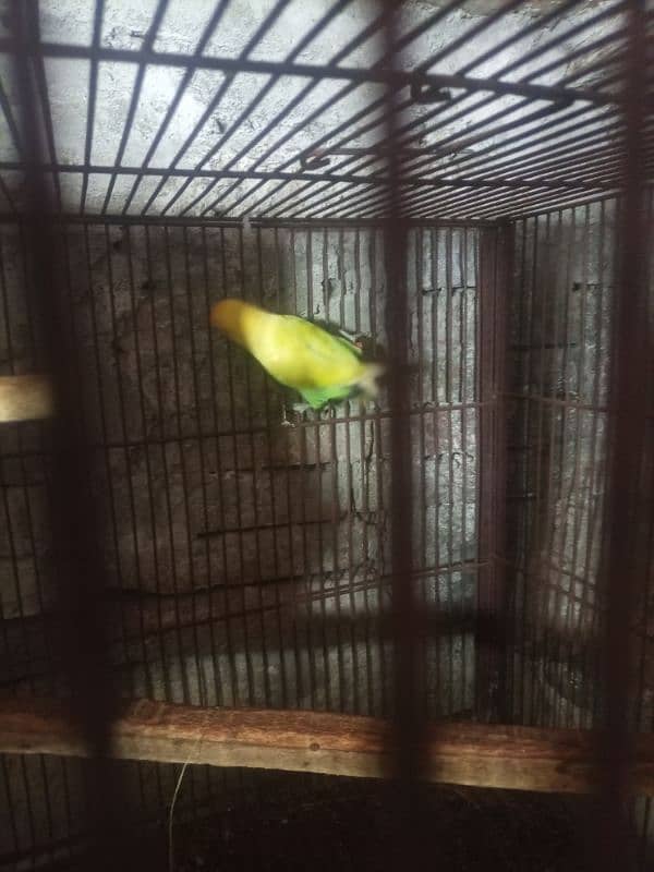 jawa birds with cage for sale 5