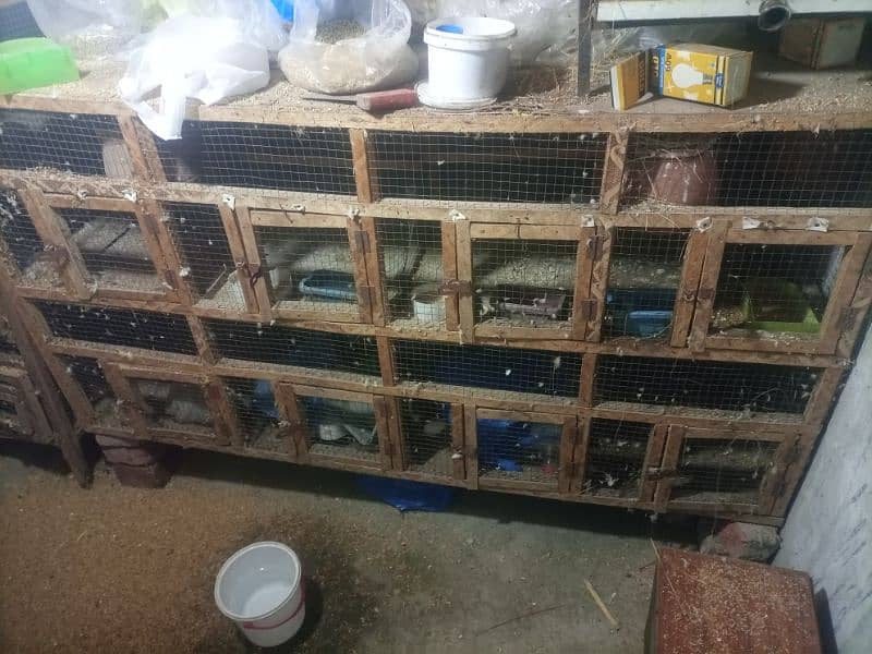 jawa birds with cage for sale 6