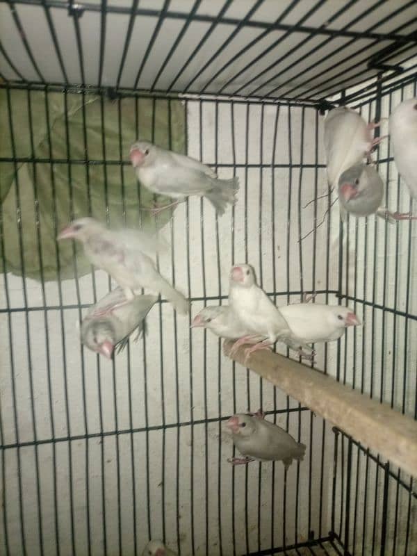 jawa birds with cage for sale 9