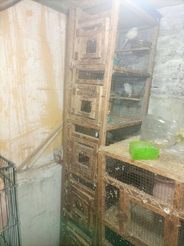 jawa birds with cage for sale 11