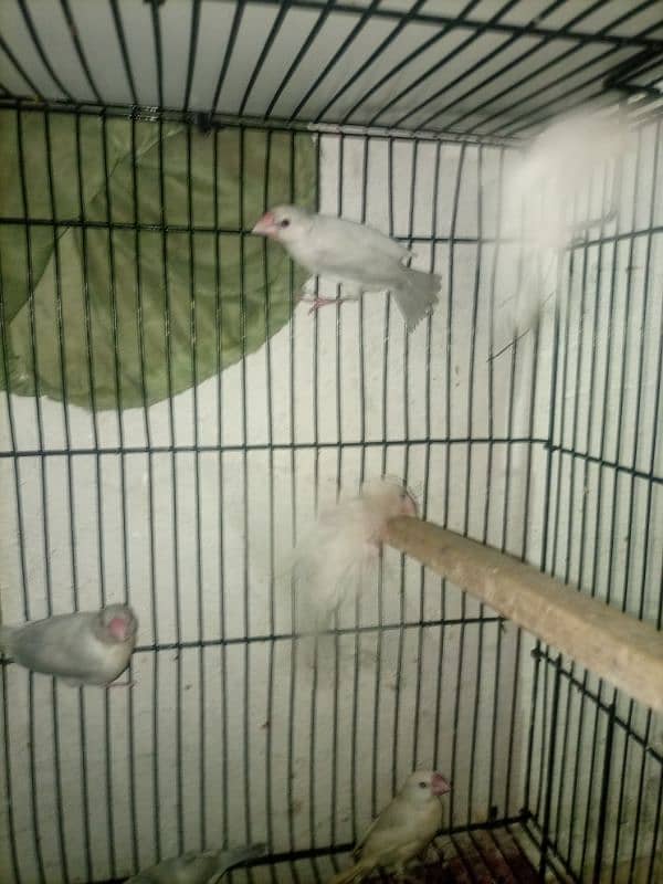 jawa birds with cage for sale 13