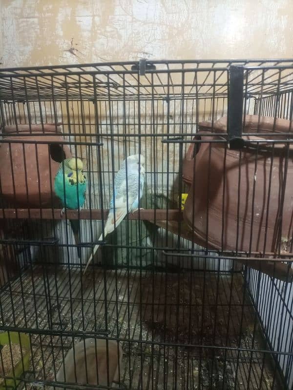 jawa birds with cage for sale 14