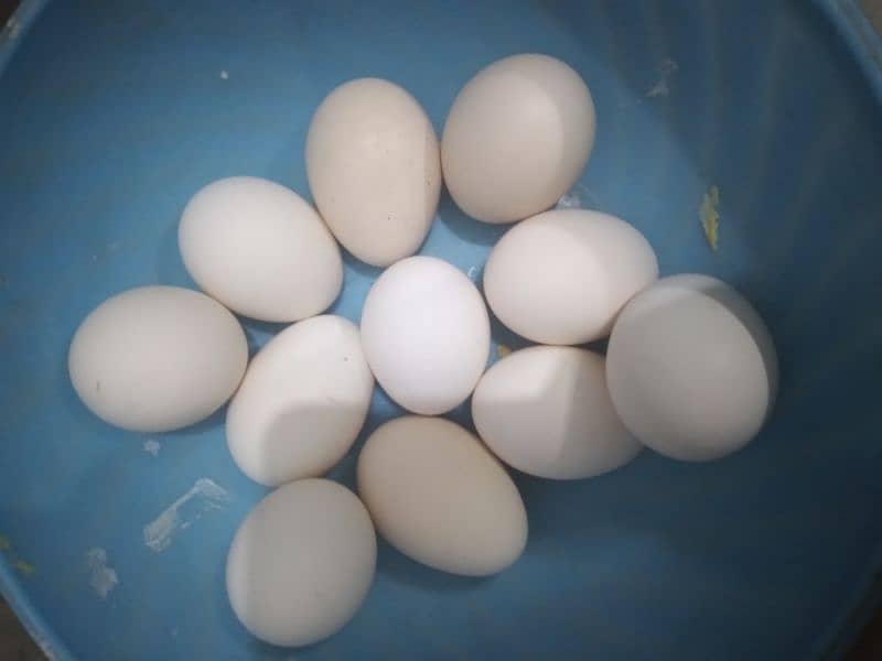 Fertile eggs 0