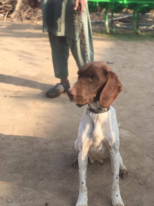 Pointer female dog for sale 0