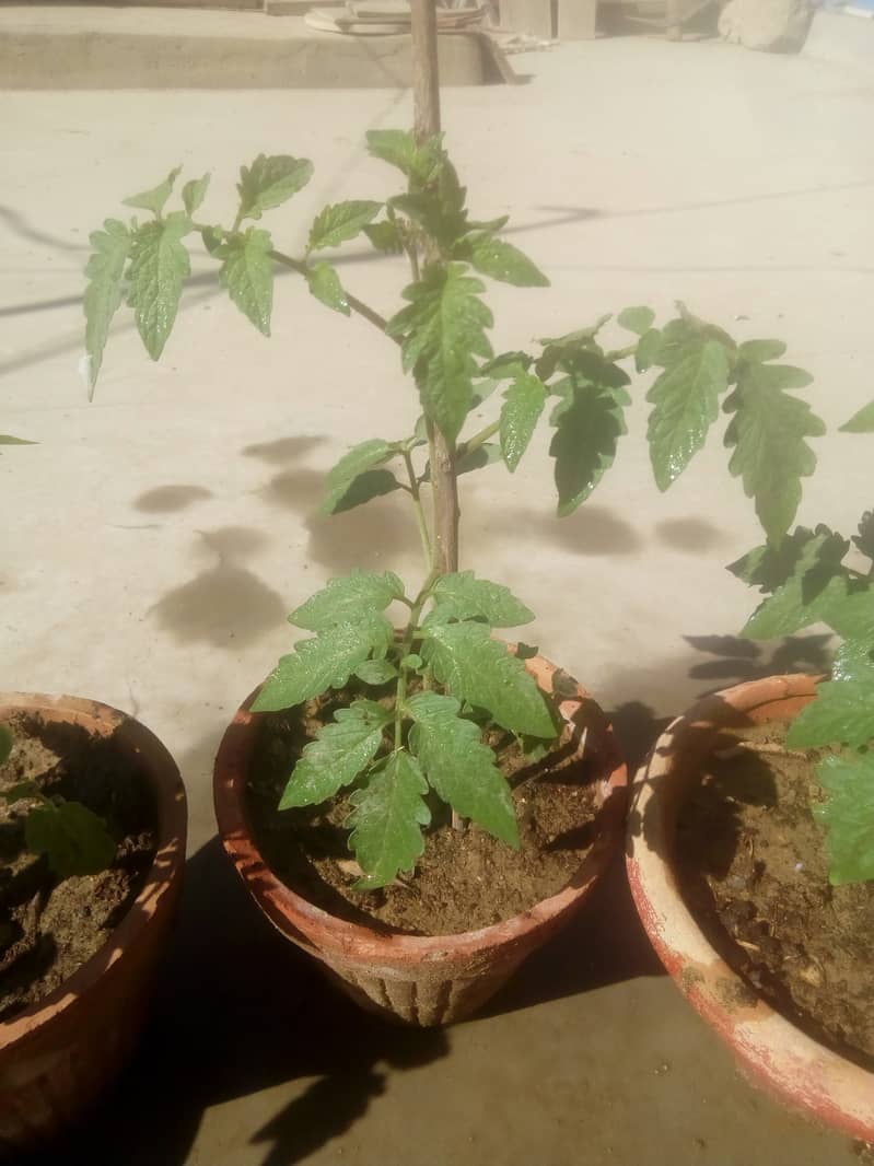 Tomato plant 1