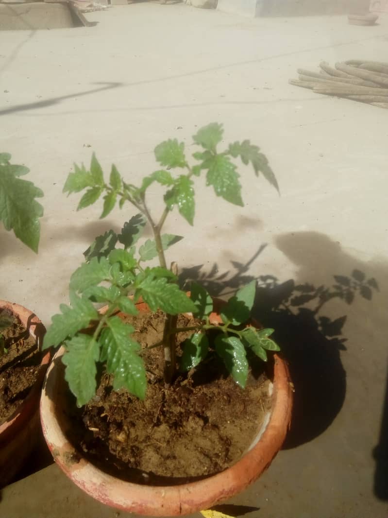 Tomato plant 2