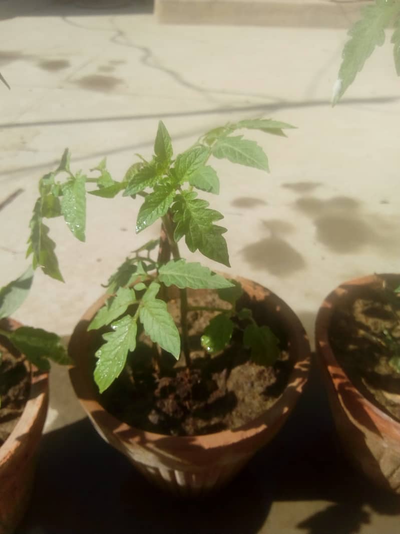 Tomato plant 3