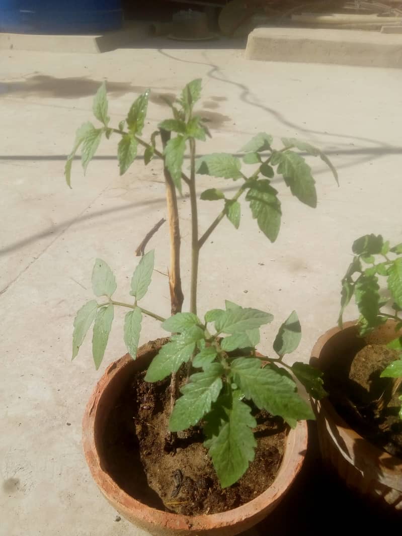 Tomato plant 4