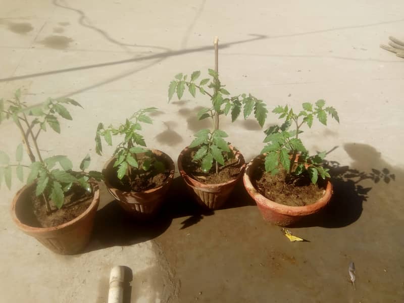 Tomato plant 5