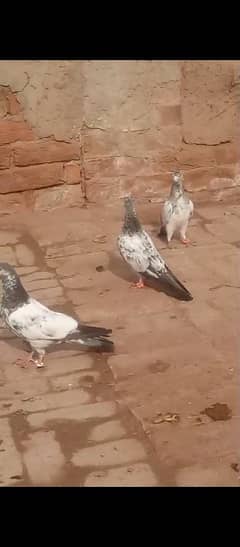 5 high fly baby pigeon