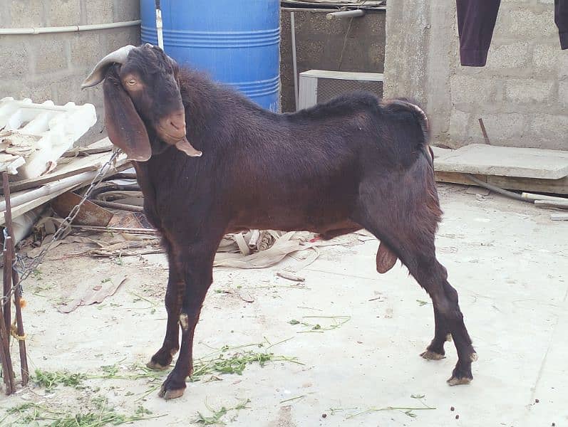 Breedar Bakra for sale 0