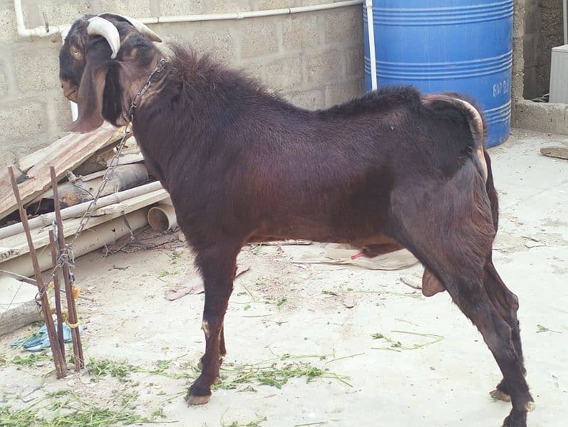 Breedar Bakra for sale 1