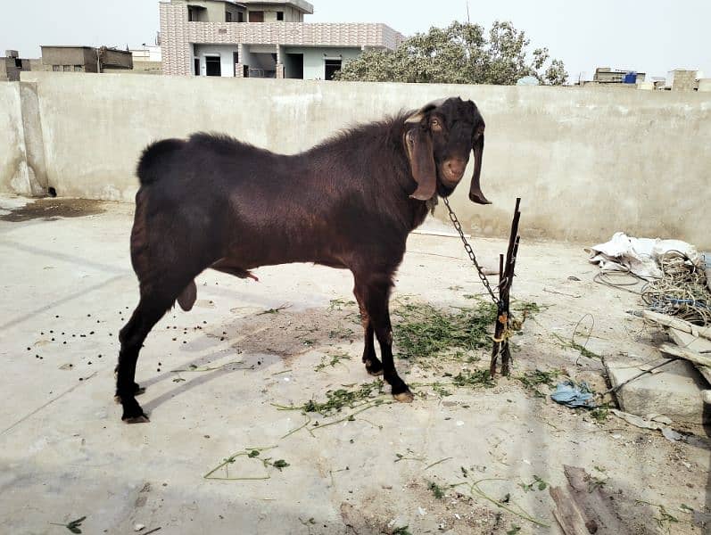 Breedar Bakra for sale 2