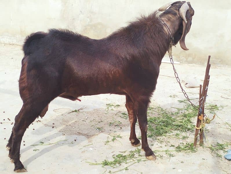 Breedar Bakra for sale 3