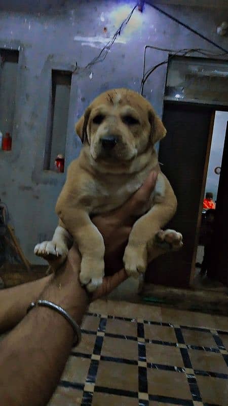 PAKISTANI BULLY PAIR FOR SALE OR EXCHANGE 0