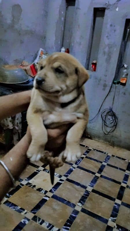 PAKISTANI BULLY PAIR FOR SALE OR EXCHANGE 3