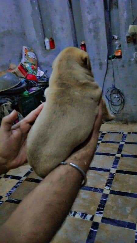 PAKISTANI BULLY PAIR FOR SALE OR EXCHANGE 5