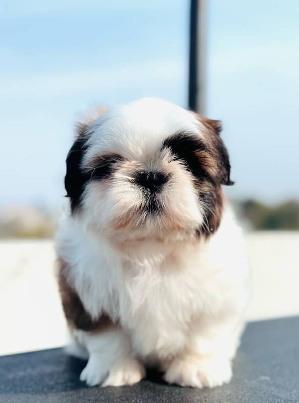 shih Tzu puppies available  for new homes 0