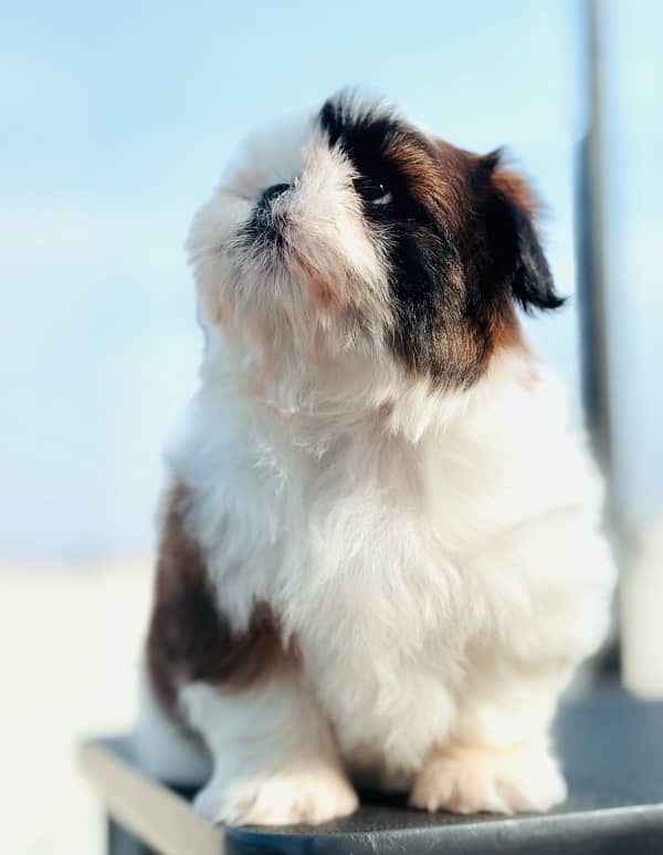 shih Tzu puppies available  for new homes 1