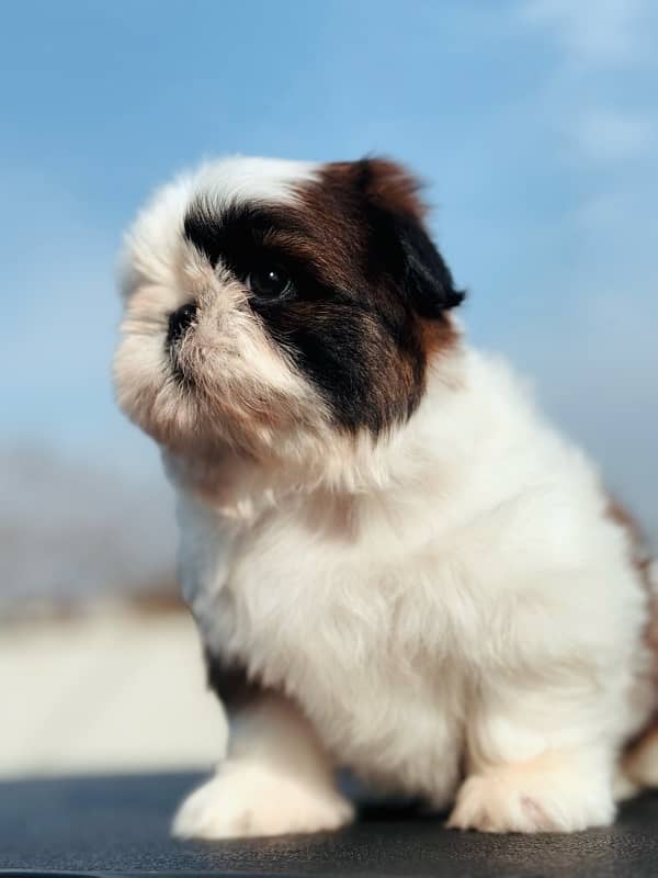 shih Tzu puppies available  for new homes 2