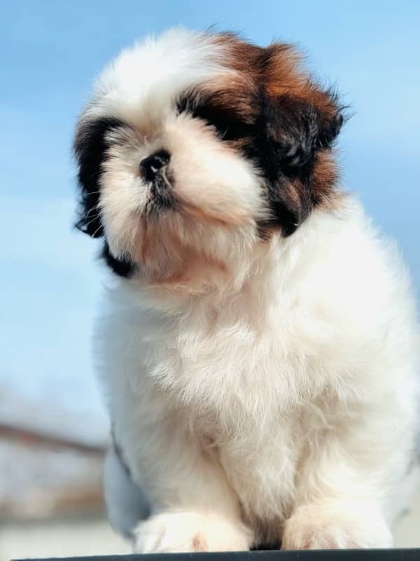 shih Tzu puppies available  for new homes 3