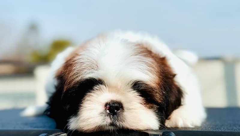 shih Tzu puppies available  for new homes 4