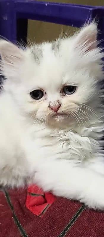 Persian kitten 0