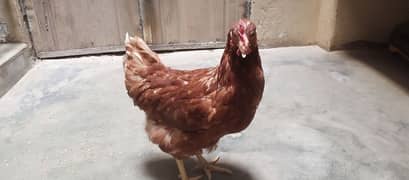 healthy and active LOHMAN hen for sale