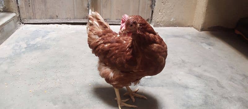 healthy and active LOHMAN hen for sale 1