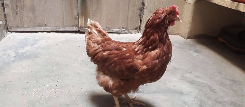 healthy and active LOHMAN hen for sale 2